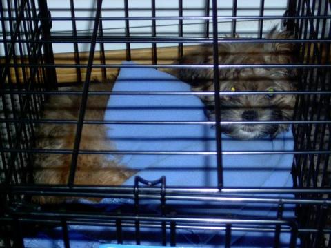 Luma as a puppy, laying in her cage.