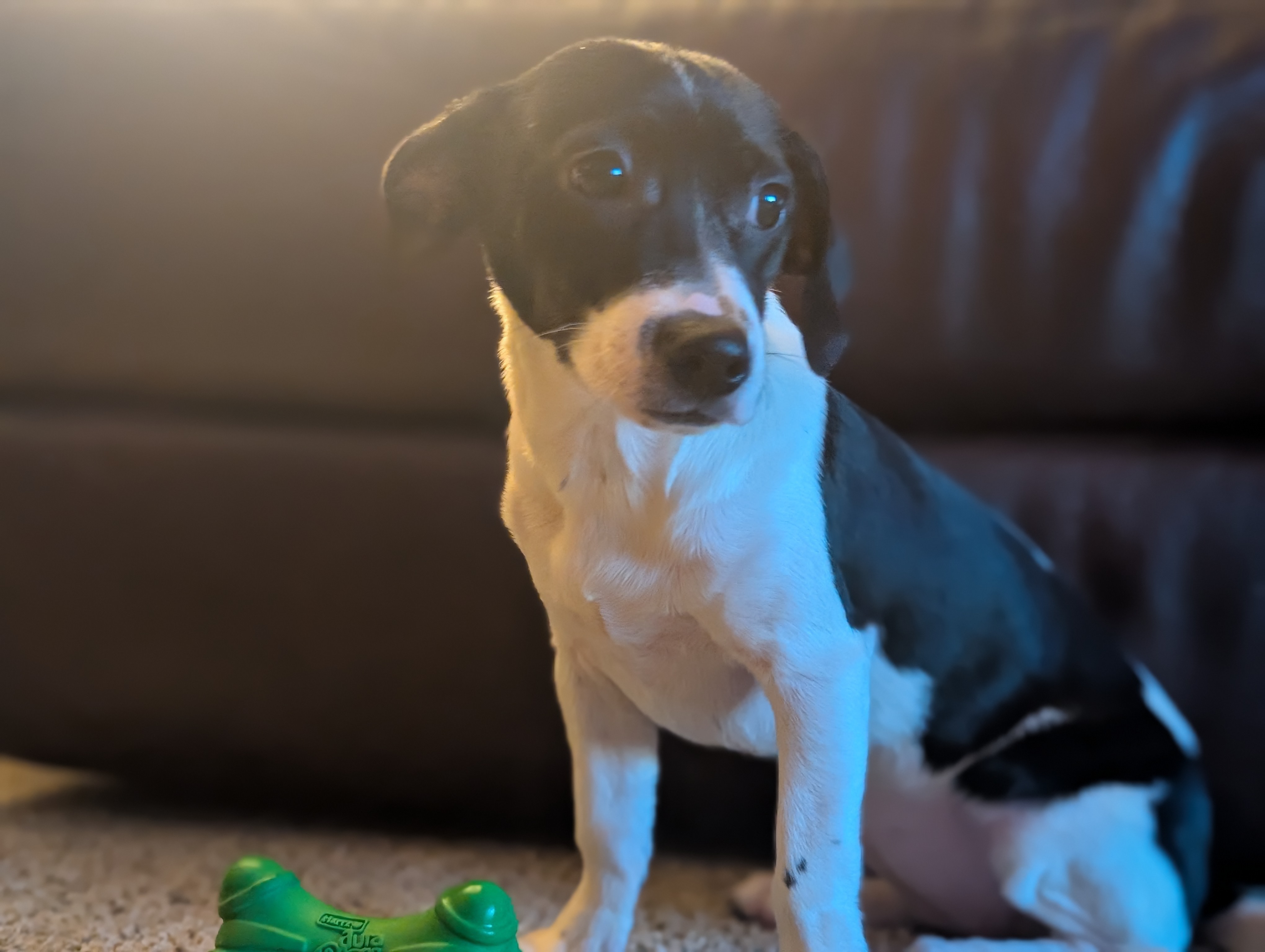 5 month old puppy, mix breed, sitting on floor