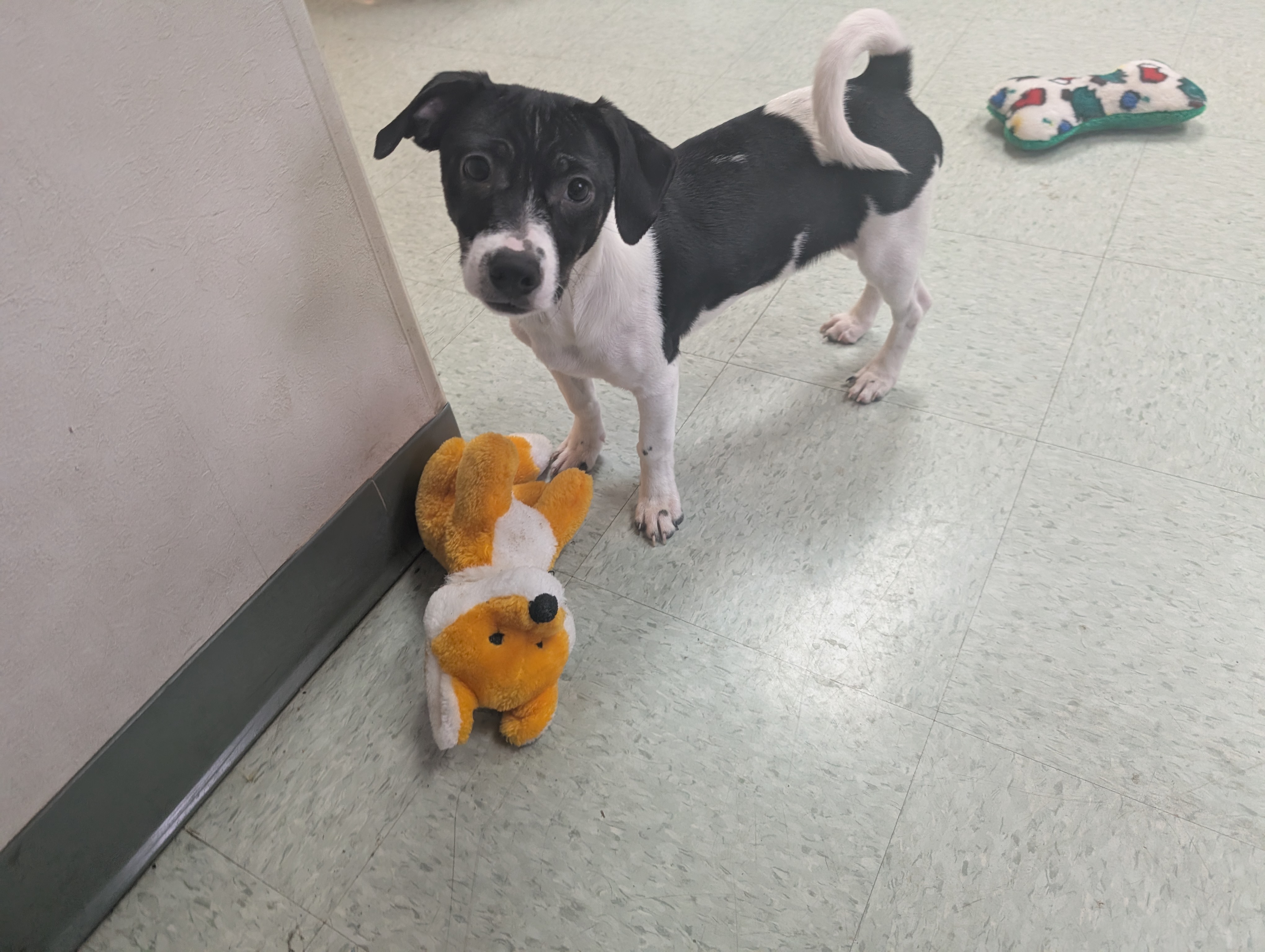 Small mixed-breed puppy standing on ground, over a fox stuffed animal toy, looking at the Camera.