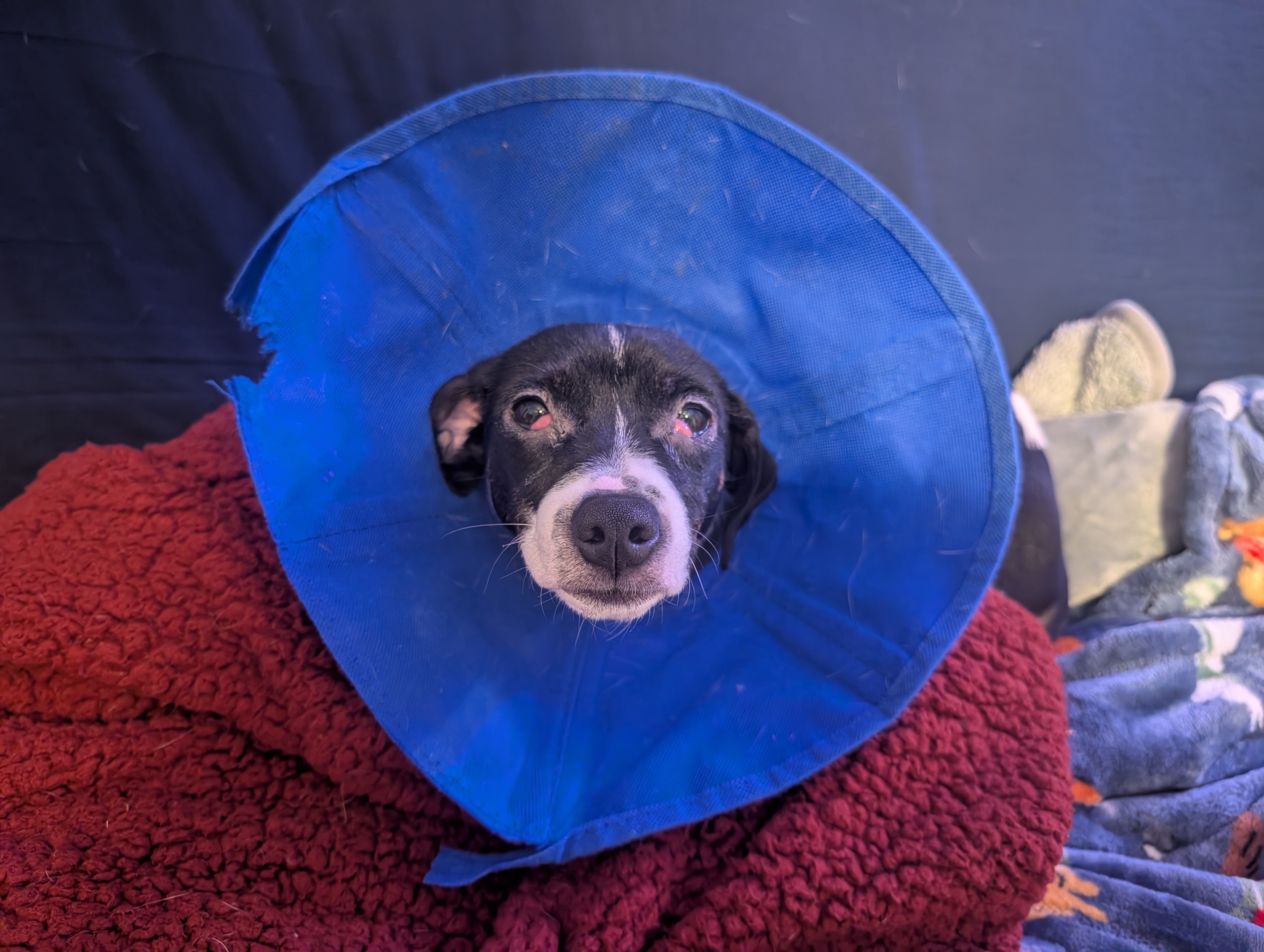 Smooch, in her Elizabethan Collar and double Cherry Eye