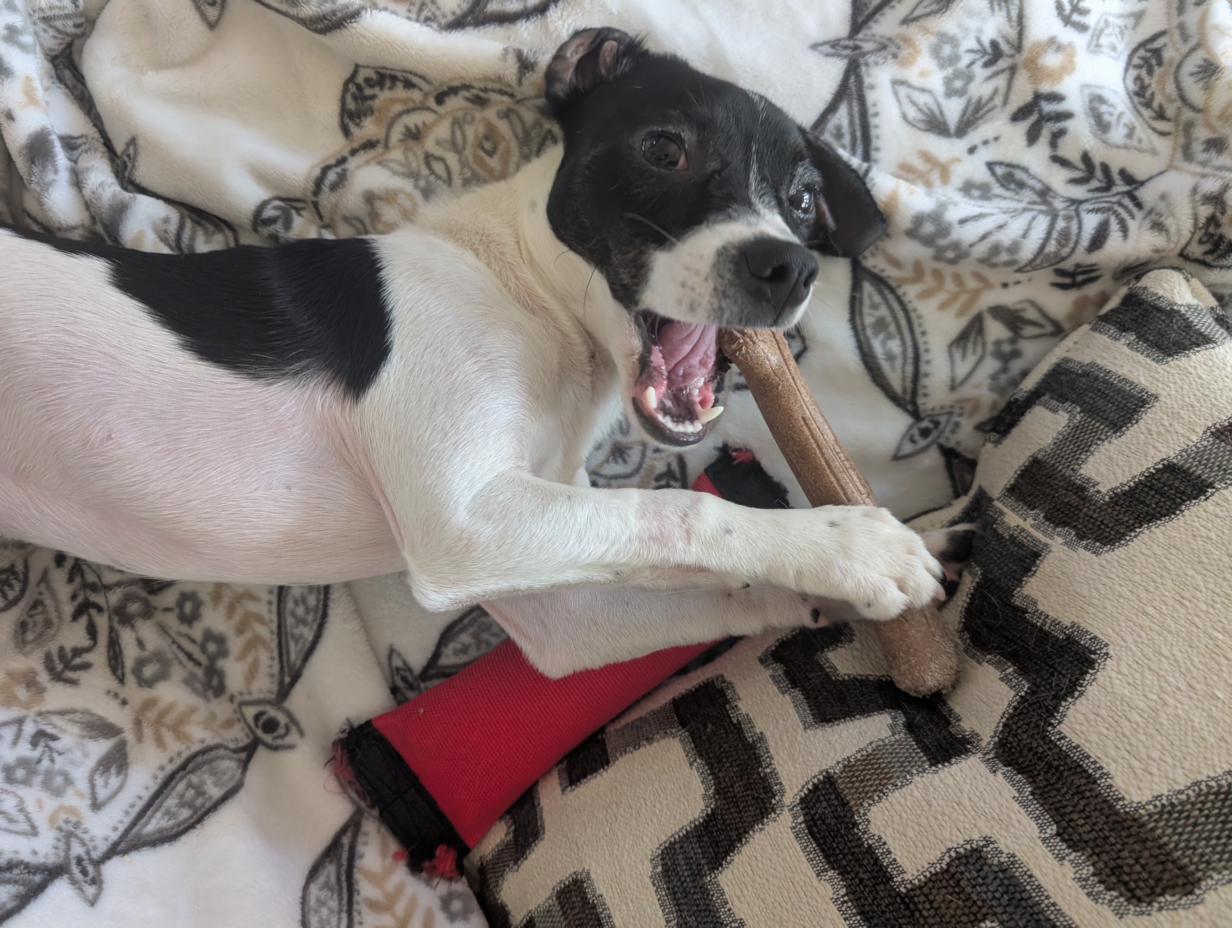 Smooch chewing on a toy