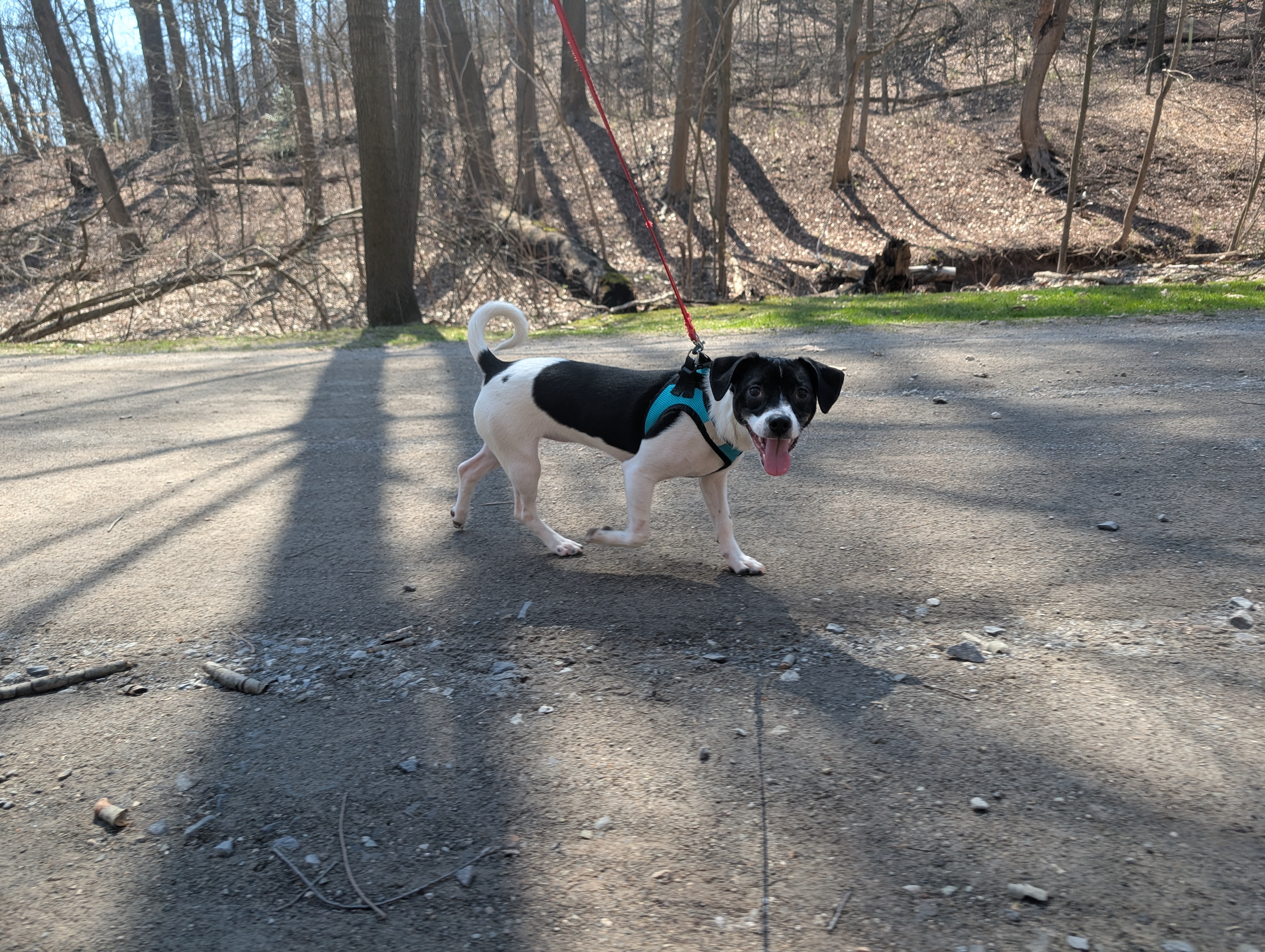 Smooch walking in the park, looking at the camera