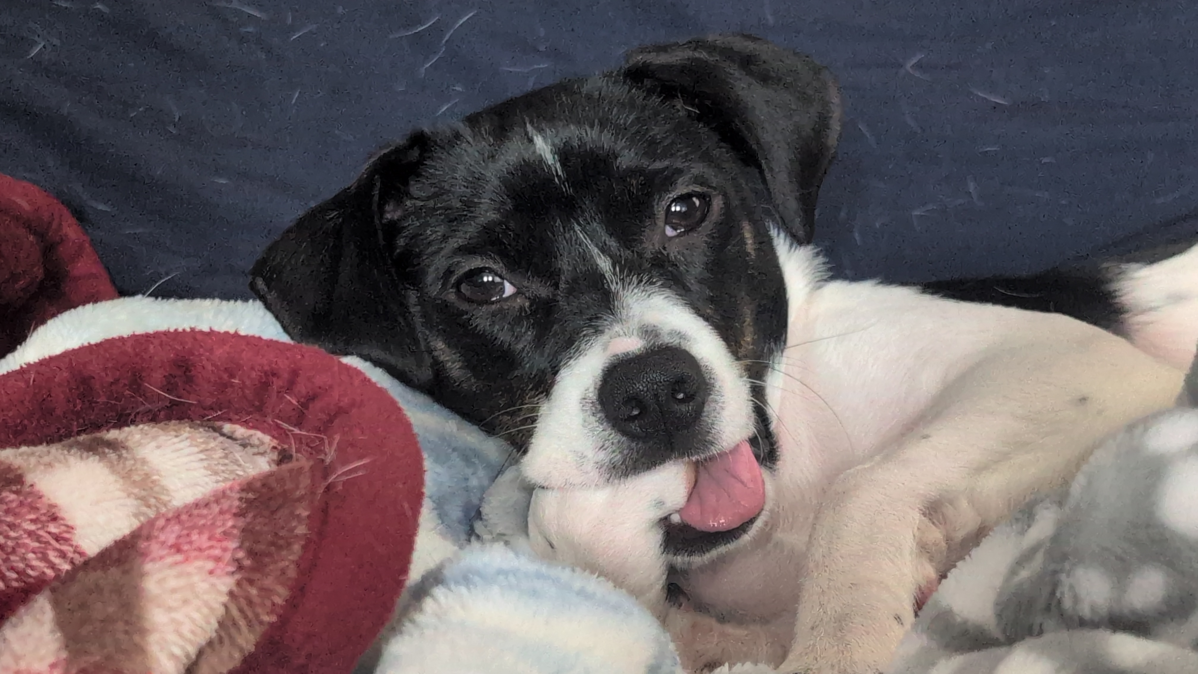 Smooch chewing on her paw